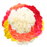 Assorted Color Carnations – Fresh Flower Bouquets