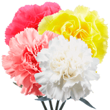 Assorted Color Carnations – Fresh Flower Bouquets