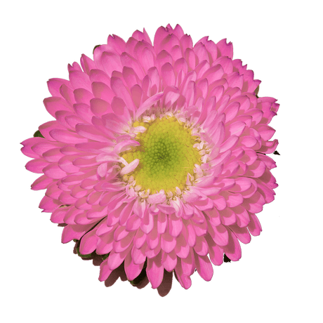 Pink Aster Matsumoto Flowers Fresh Cut Wholesale Daisy Blooms Bulk 100 Stems