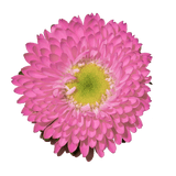 Pink Aster Matsumoto Flowers Fresh Cut Wholesale Daisy Blooms Bulk Stems