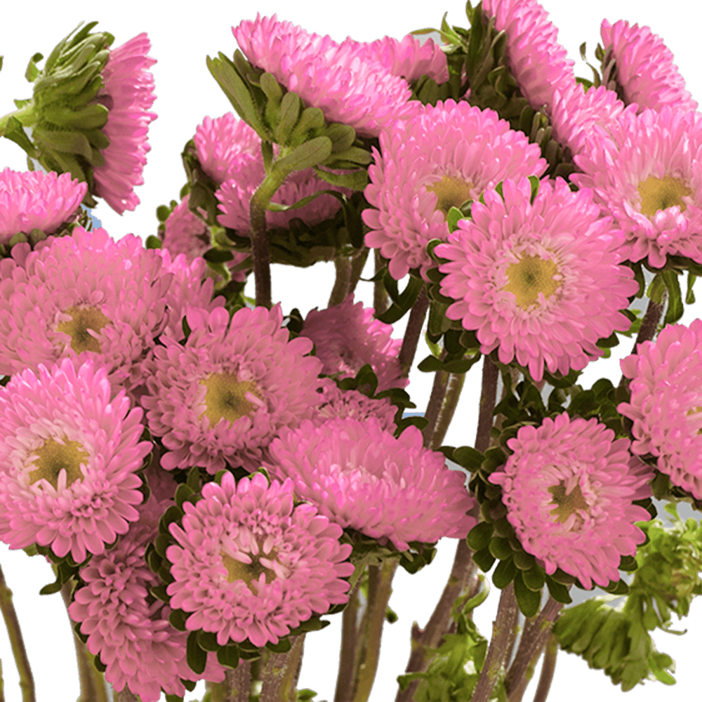 Pink Aster Matsumoto Flowers Fresh Cut Wholesale Daisy Blooms Bulk Stems