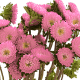 Pink Aster Matsumoto Flowers Fresh Cut Wholesale Daisy Blooms Bulk Stems