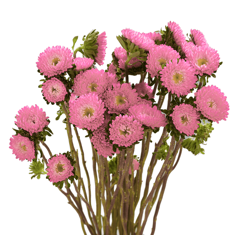 Pink Aster Matsumoto Flowers Fresh Cut Wholesale Daisy Blooms Bulk Stems