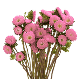 Pink Aster Matsumoto Flowers Fresh Cut Wholesale Daisy Blooms Bulk Stems