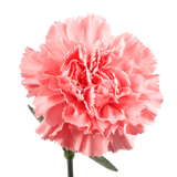 Pink Carnations – Elegant Fresh Cut Flower Bouquets