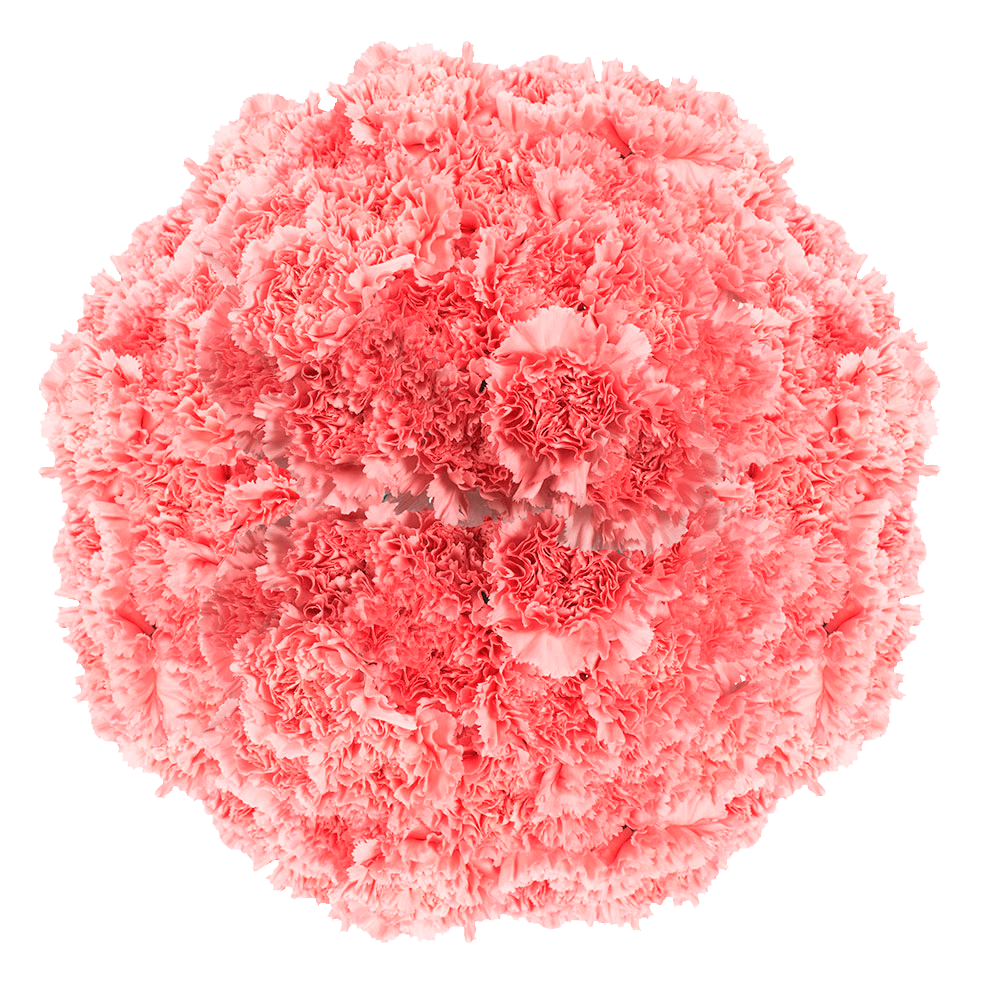 Pink Carnations – Elegant Fresh Cut Flower Bouquets