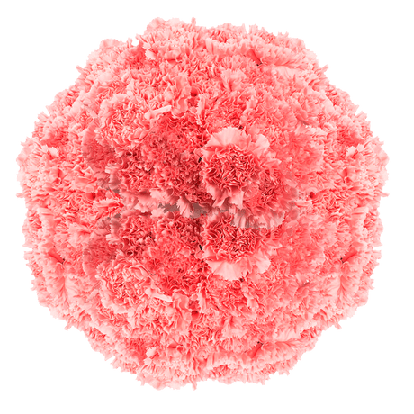 Pink Carnations – Elegant Fresh Cut Flower Bouquets