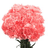 Pink Carnations – Elegant Fresh Cut Flower Bouquets