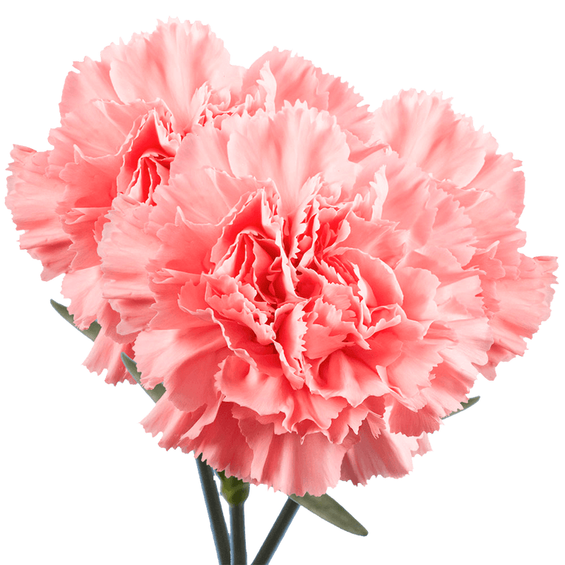 Pink Carnations Bunches – Fresh Flower Bouquets