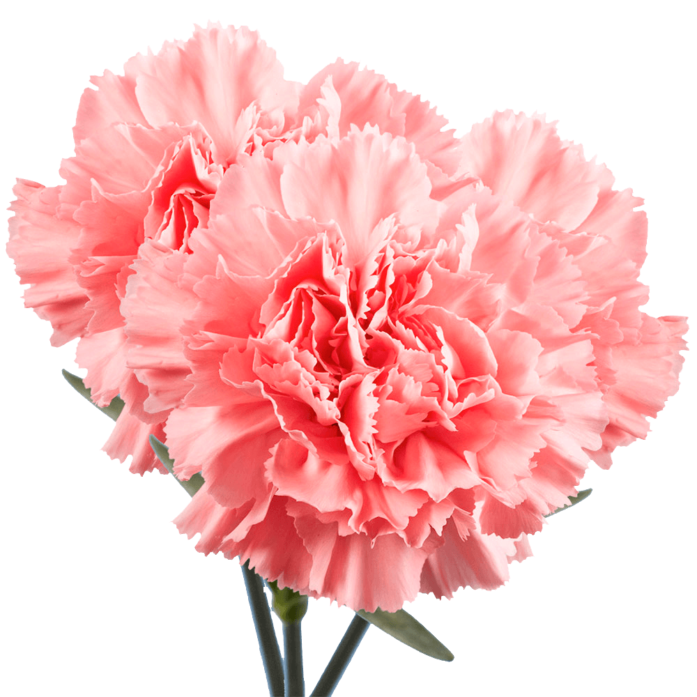 Pink Carnations Bunches – Fresh Flower Bouquets
