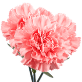 Pink Carnations Bunches – Fresh Flower Bouquets