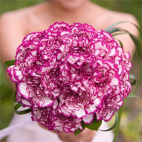 Purple Carnations Bridesmaids Bouquets 6 Sets Fresh Flowers 43 Stems Each