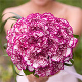Purple Carnations Bridesmaids Bouquets 3 Sets Fresh Flowers 43 Stems Each