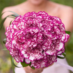 Purple Carnations Bridesmaids Bouquets 6 Sets Fresh Flowers 43 Stems Each