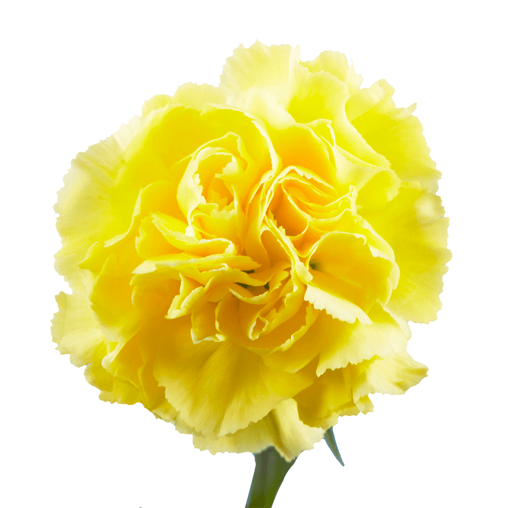 Yellow Carnations – Bright Fresh Cut Flower Bouquets