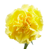 Yellow Carnations – Bright Fresh Cut Flower Bouquets