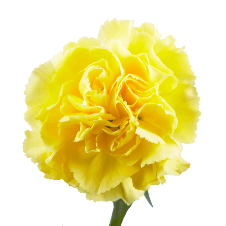 Yellow Carnations – Bright Fresh Cut Flower Bouquets