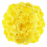 Yellow Carnations – Bright Fresh Cut Flower Bouquets