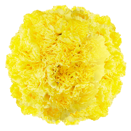 Yellow Carnations – Bright Fresh Cut Flower Bouquets