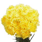 Yellow Carnations – Bright Fresh Cut Flower Bouquets