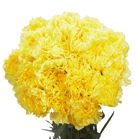 Yellow Carnations – Bright Fresh Cut Flower Bouquets
