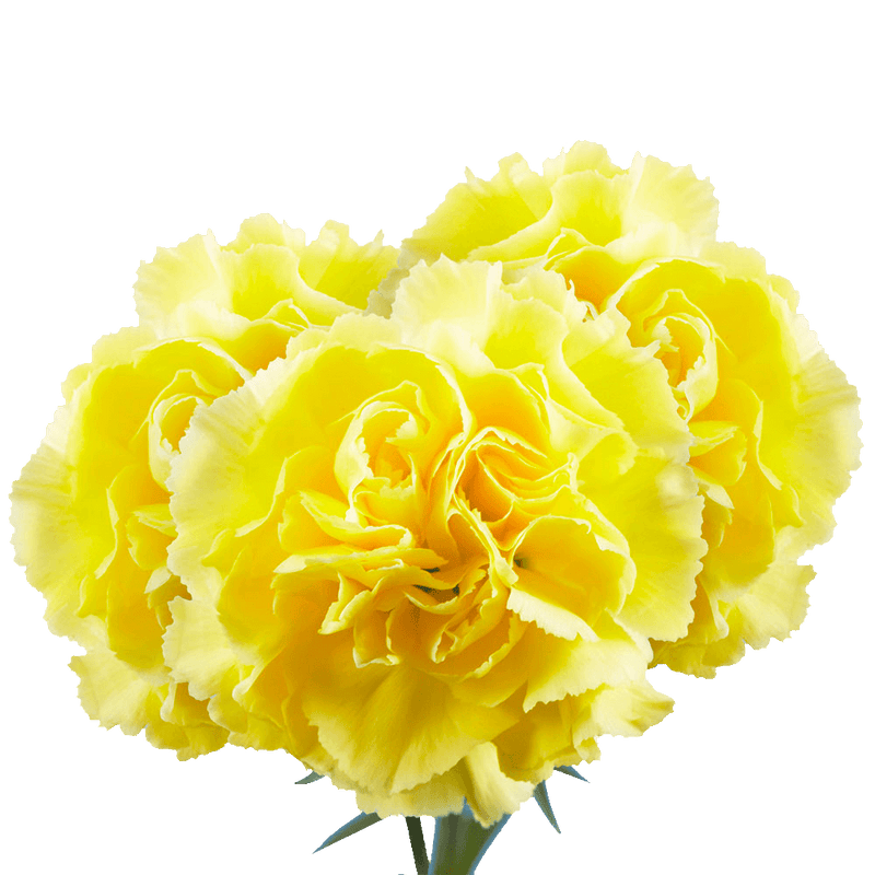 Yellow Carnations – Bright Fresh Cut Flower Bouquets