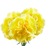 Yellow Carnations – Bright Fresh Cut Flower Bouquets