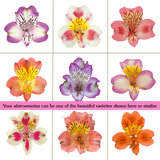 Assorted Bi-Color Alstroemeria Stems Flower Bouquets