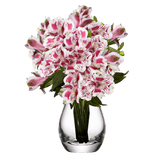Assorted Bi-Color Alstroemeria Stems Flower Bouquets