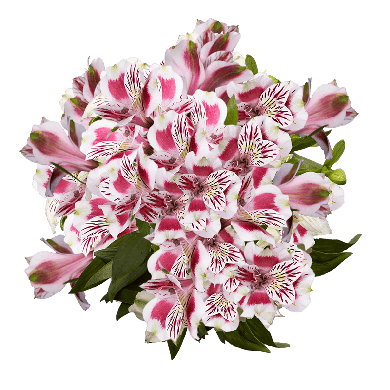 Assorted Bi-Color Alstroemeria Stems Flower Bouquets