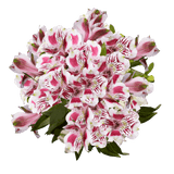 Assorted Bi-Color Alstroemeria Stems Flower Bouquets