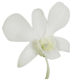 Big White Orchids Bunches – Fresh Cut Flowers