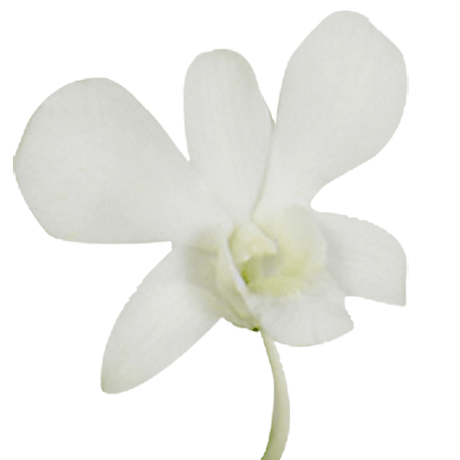Big White Orchids Bunches – Fresh Cut Flowers