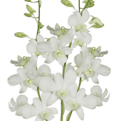 Big White Orchids Bunches – Fresh Cut Flowers