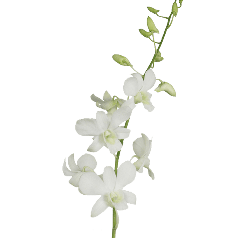 Big White Orchids Bunches – Fresh Cut Flowers