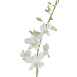 Big White Orchids Bunches – Fresh Cut Flowers