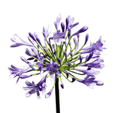 Blue Agapanthus Flowers for Events and Decor