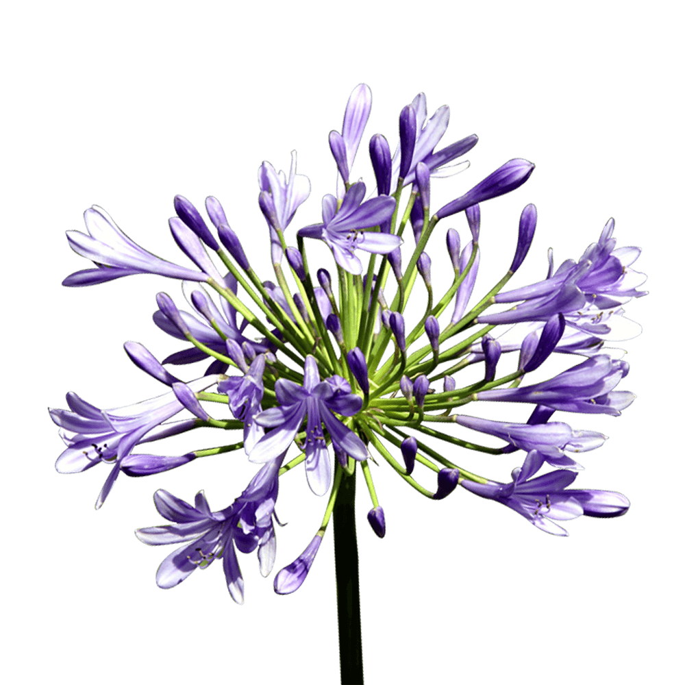 Premium Agapanthus Flowers for Wedding Decor