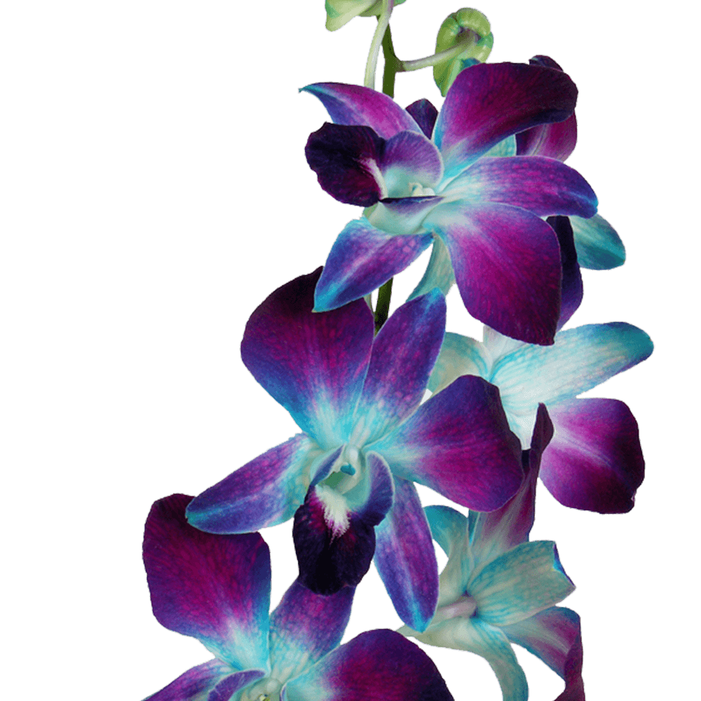 Blue Sonia Orchids Bunches – Fresh Cut Flowers