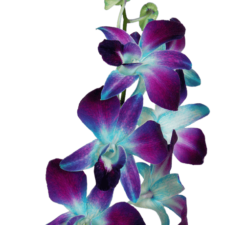 Blue Sonia Orchids Bunches – Fresh Cut Flowers