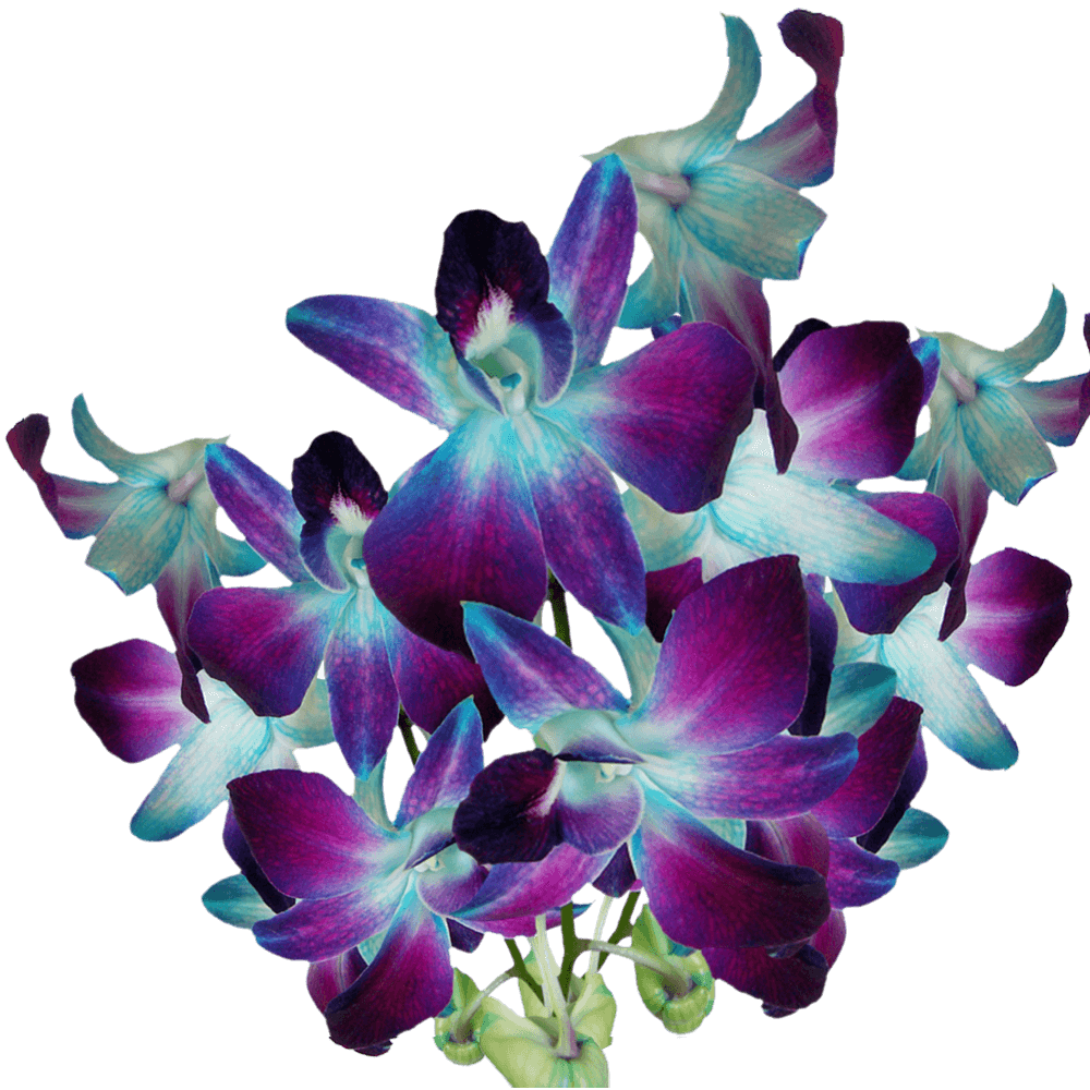 Blue Sonia Orchids Bunches – Fresh Cut Flowers