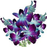 Blue Sonia Orchids Bunches – Fresh Cut Flowers