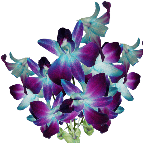 Blue Sonia Orchids Bunches – Fresh Cut Flowers