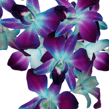 Blue Sonia Orchids Bunches – Fresh Cut Flowers