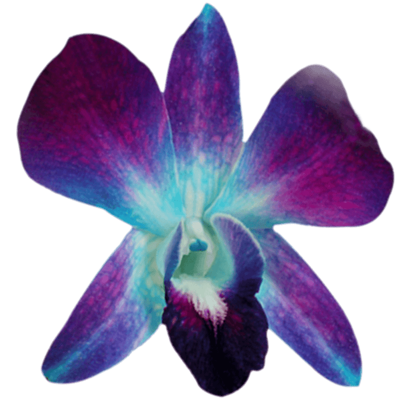 Blue Sonia Orchids Bunches – Fresh Cut Flowers