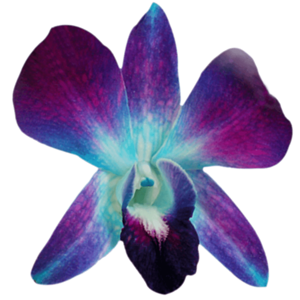 Blue Sonia Orchids Bunches – Fresh Cut Flowers