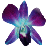 Blue Sonia Orchids Bunches – Fresh Cut Flowers