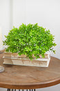10" Boxwood 1/2 Orb