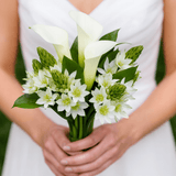 Calla Lily Star of Bethlehem Bridesmaids Bouquets 3 Sets 20 Stems Each