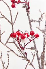 32" Snow Berry Spray